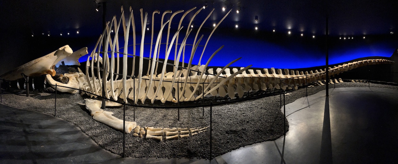 Panoramic view of the Blue whale skeleton in Husavik Iceland Whale Museum