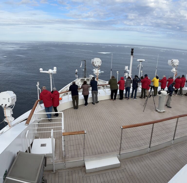 Arctic sea ice and magnificent Harp Seals by the thousands