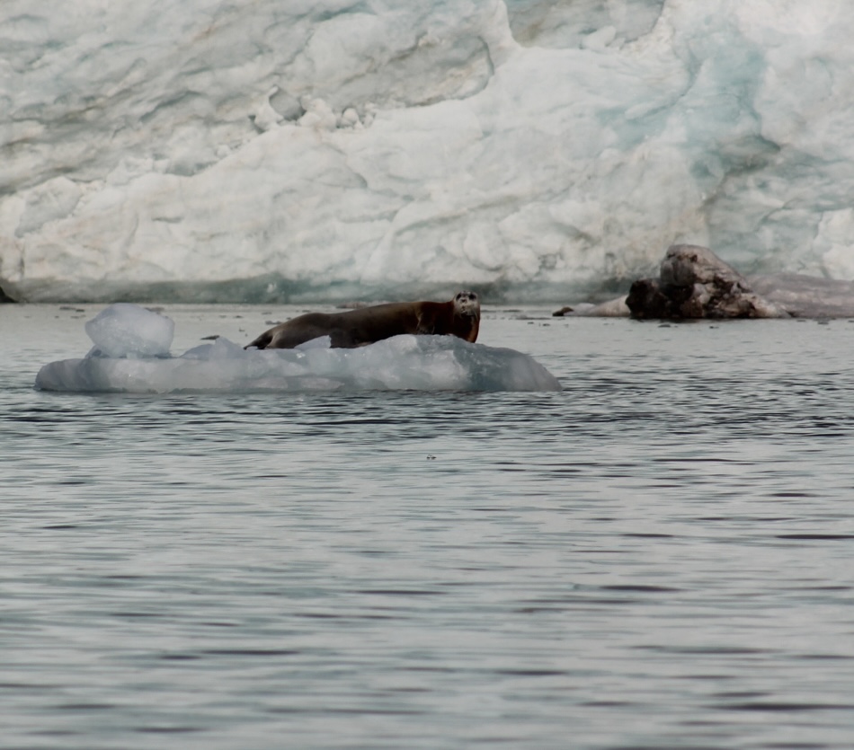 A bearded seal approximately 800 pounds resting on an ice floe