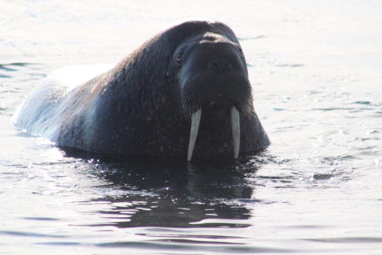 A walrus emerges from the Arctic sea full with a tummy full of clams
