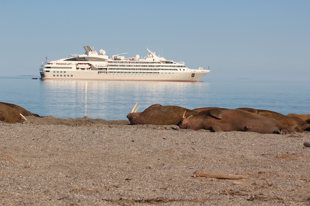 Walruses chilling out on a beach in the Svalbard Archipelago August 2024