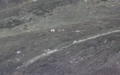 The polar bears that we have been in search of on this A&K Arctic Expedition