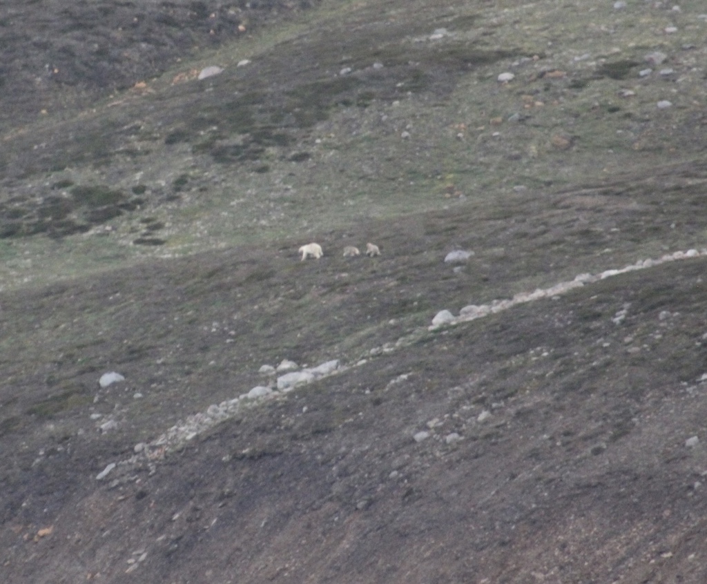 The polar bears that we have been in search of on this A&K Arctic Expedition