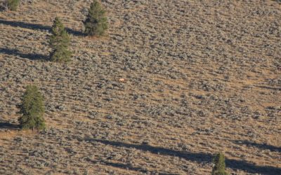 An elk seen from atop a lookout in Grand Teton National Park