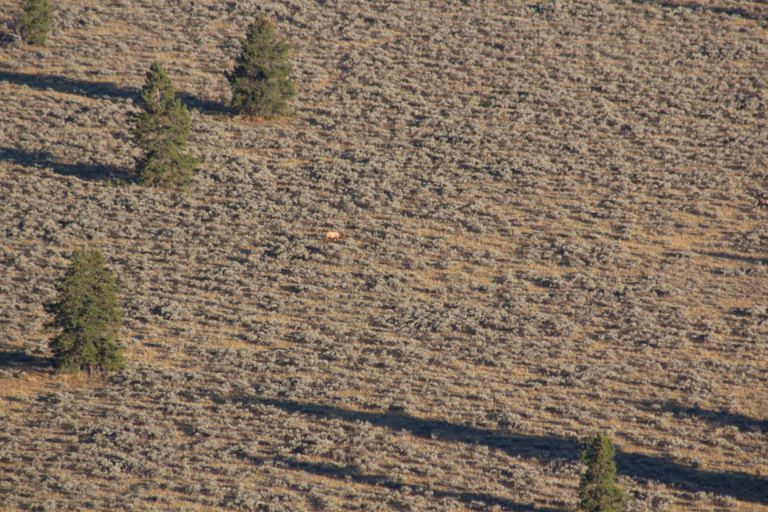 An elk seen from atop a lookout in Grand Teton National Park