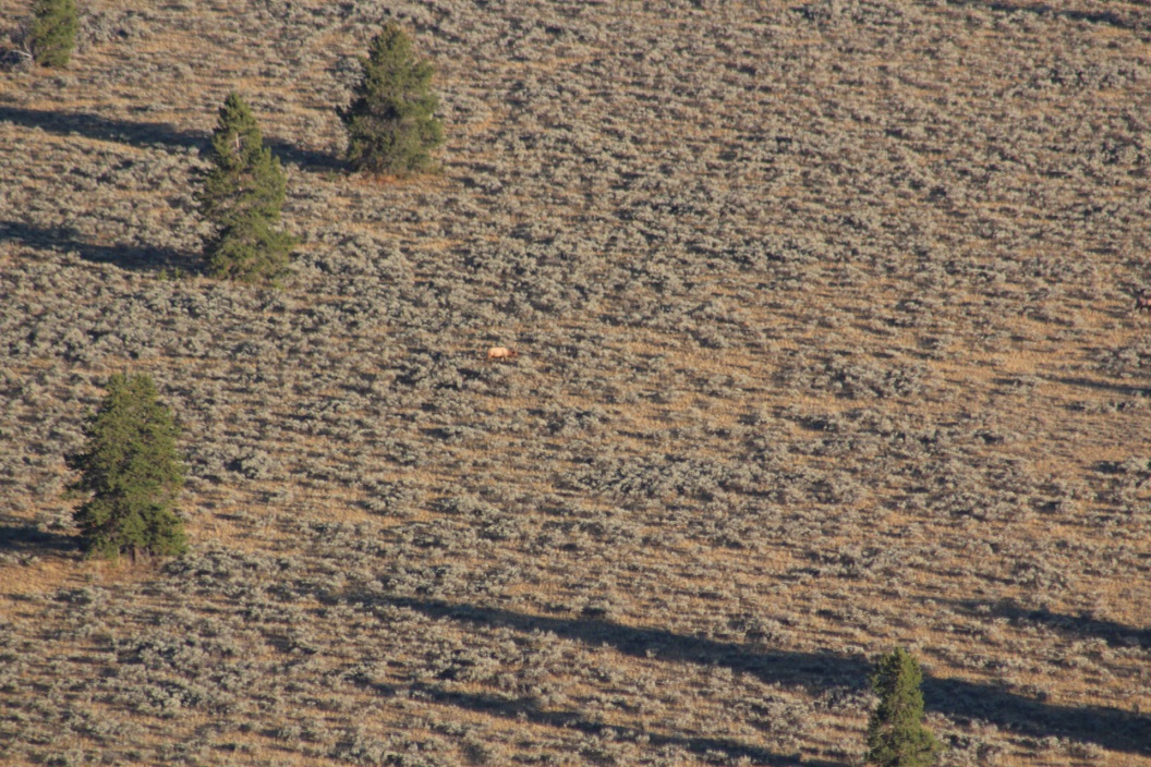 An elk seen from atop a lookout in Grand Teton National Park