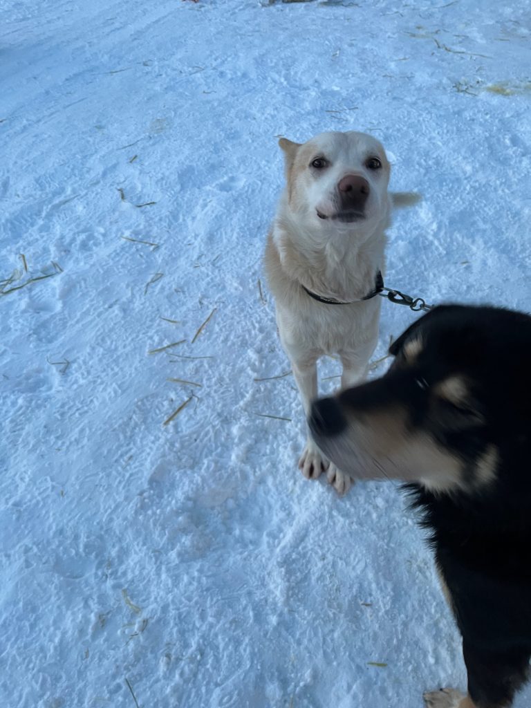 The pooch in the back is named "Toothless"