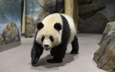 Qing Bao at Smithsonian's National Zoo and Conservation Biology Institute