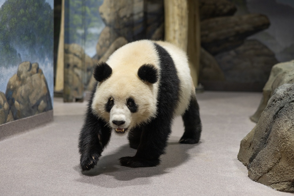 Qing Bao at Smithsonian's National Zoo and Conservation Biology Institute