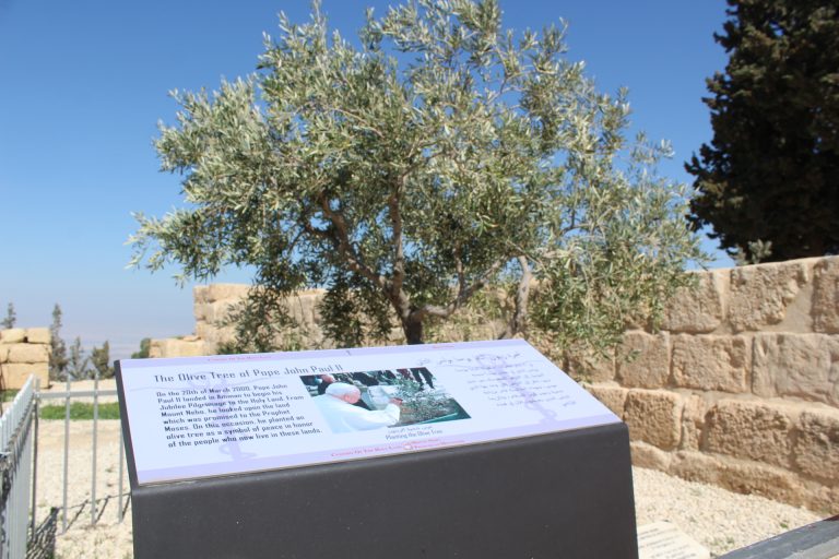 An olive tree planted on Mount Nebo by Pope John Paul II in March 2000