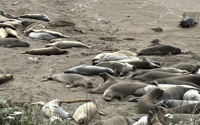 Juvenile elephant seals lounging on the beach at the Piedras Blancas Northern Elephant Seal Rookery