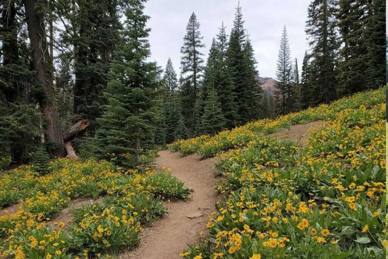 Secret Wildflower Meadows
