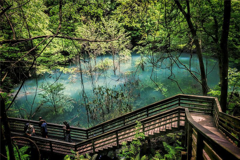 A Sinkhole Turned Rainforest at Devil's Millhopper Geological State Park