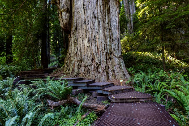 An Immersive Walk Above A Living Ecosystem