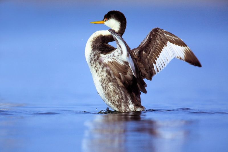 Wildlife Encounters Are Part Of Daily Life