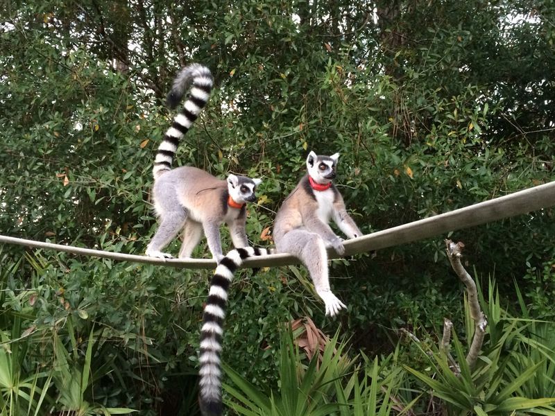 Conservation Over Commercialization