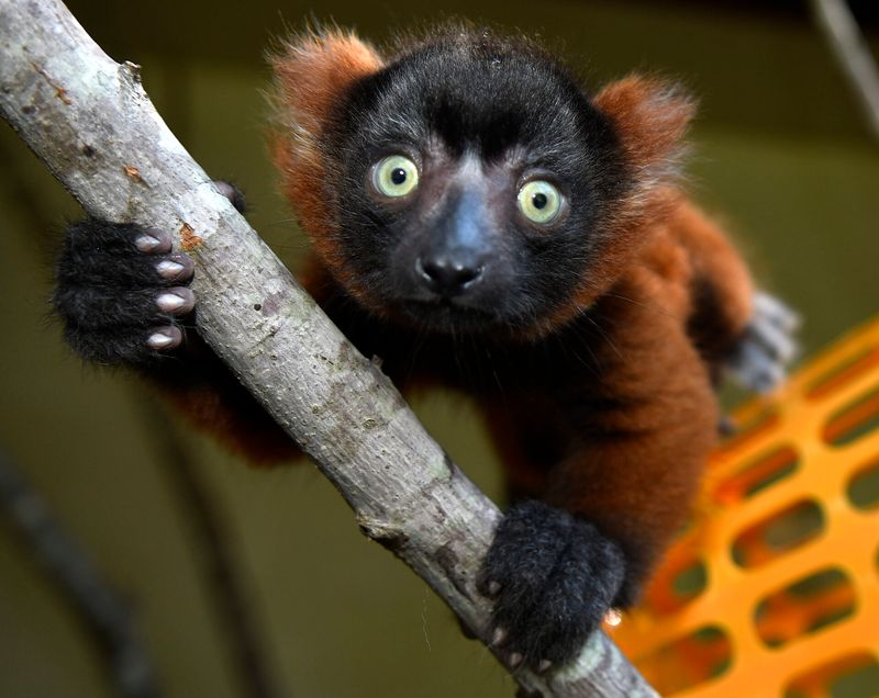 Breeding Hope for a Species on the Brink