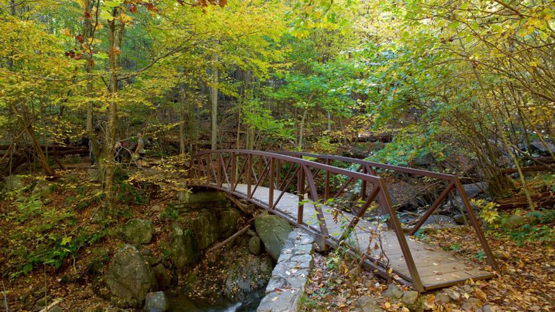 Best Times To Visit For That Dreamlike Forest Glow