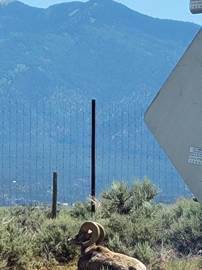 A Haven For Wildlife, From Bighorn Sheep To Soaring Raptors