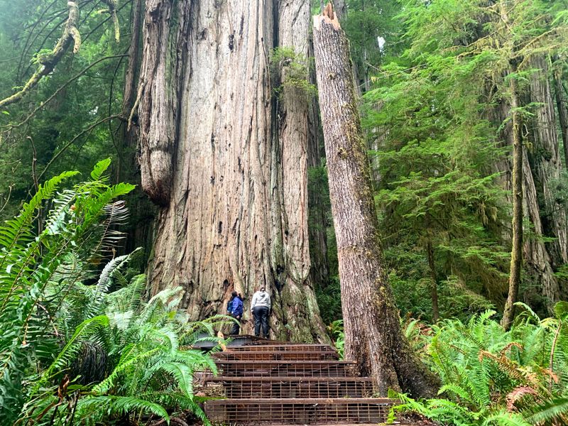 A Forest Of Giants That Tower Beyond Imagination