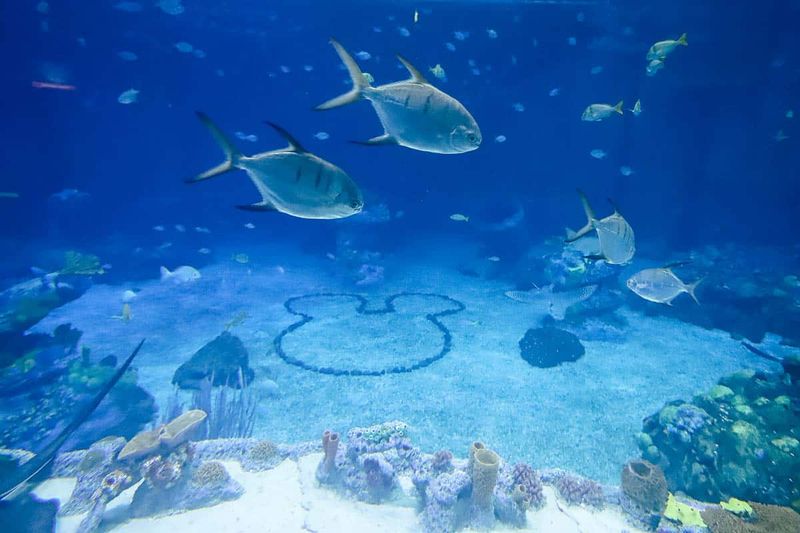 Marine Stars Up Close: Sharks, Rays, And Sea Turtles Glide Past Your Table