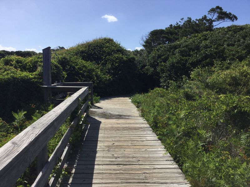 Quiet, Shaded Trails That Wind Through Lush Maritime Forests