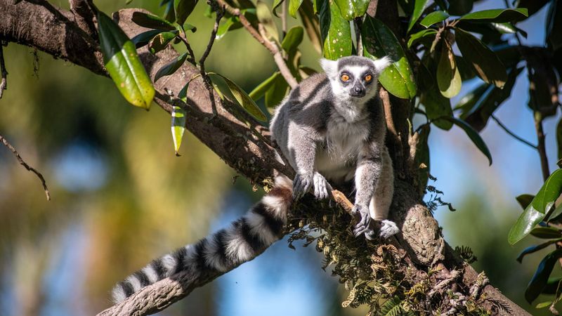 A Walk Through the Forest of Madagascar