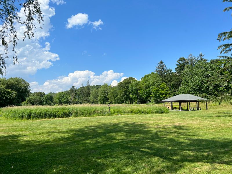 Ospreys Overhead, Salt Marsh Below