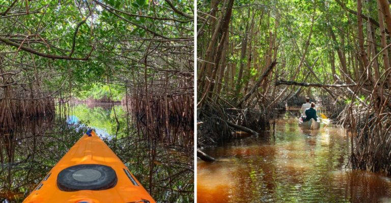 Florida’s Hidden Mangrove Tunnel Is The Adventure You’ve Been Missing