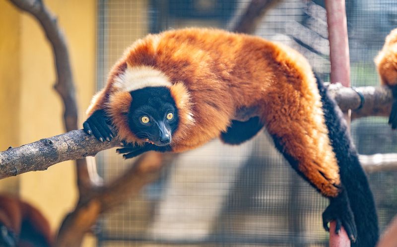 A Hidden Refuge for Madagascar's Most Endangered Primates