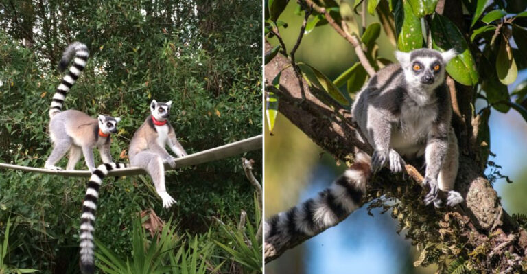Florida’s Little-Known Animal Sanctuary Promises An Unforgettable Lemur Experience