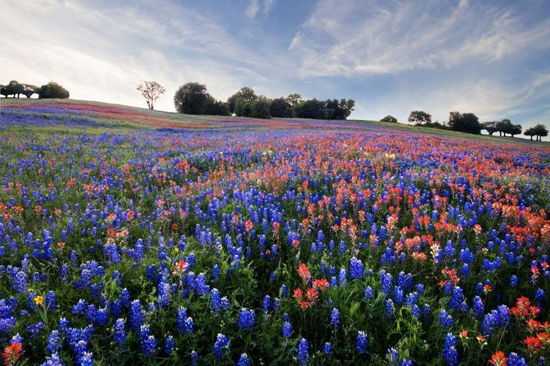 A Wildflower Wonderland Every Spring