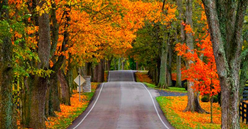 Delaney Ferry Road (Near Versailles)