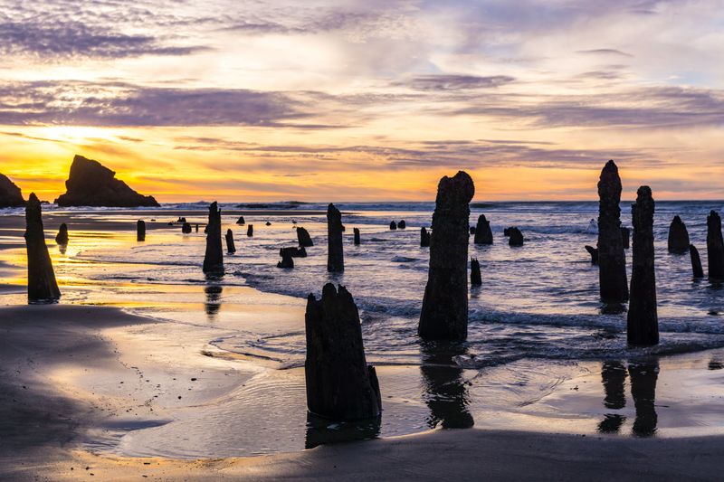 Neskowin Ghost Forest