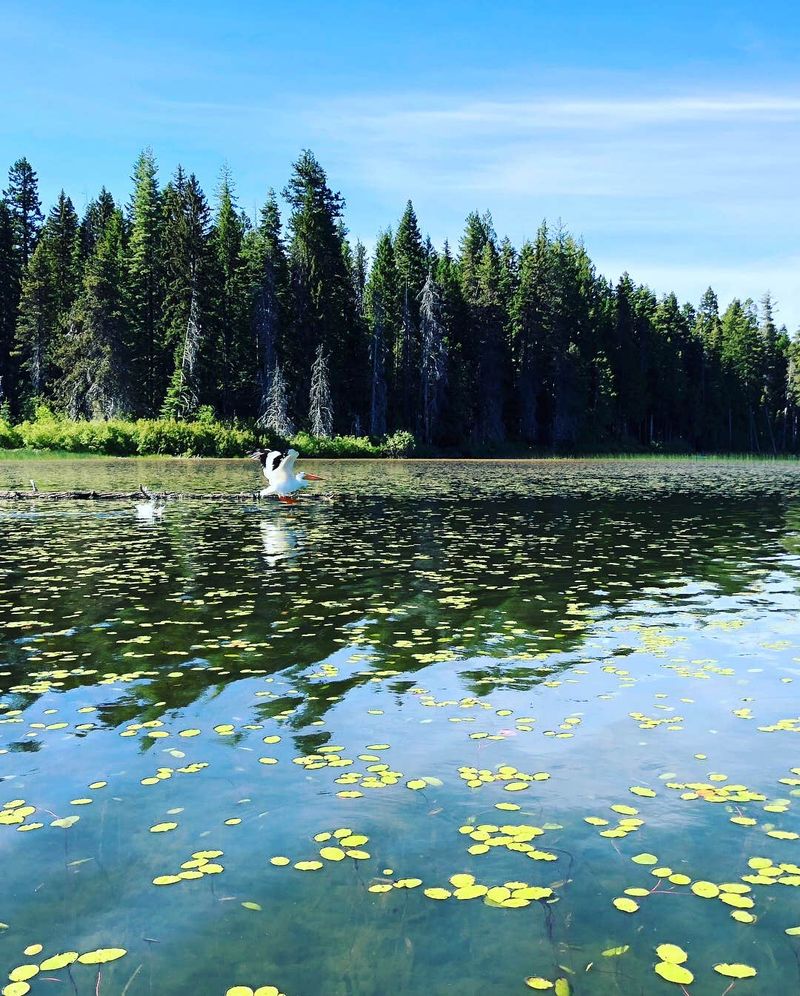 Lake of the Woods (Southern Oregon)