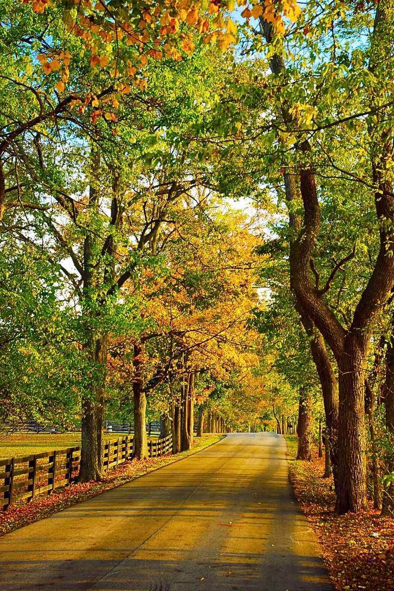 McCowans Ferry Road (Versailles → Salvisa area)