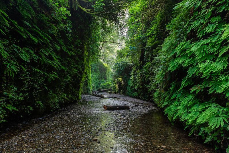 Fern Canyon (Orick)