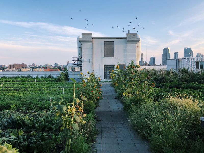 Brooklyn Grange Rooftop Farm - Navy Yard