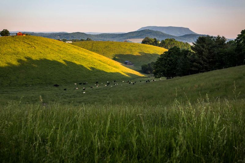 Scenic Drives Through Rolling Pastures And Foggy Morning Ridges