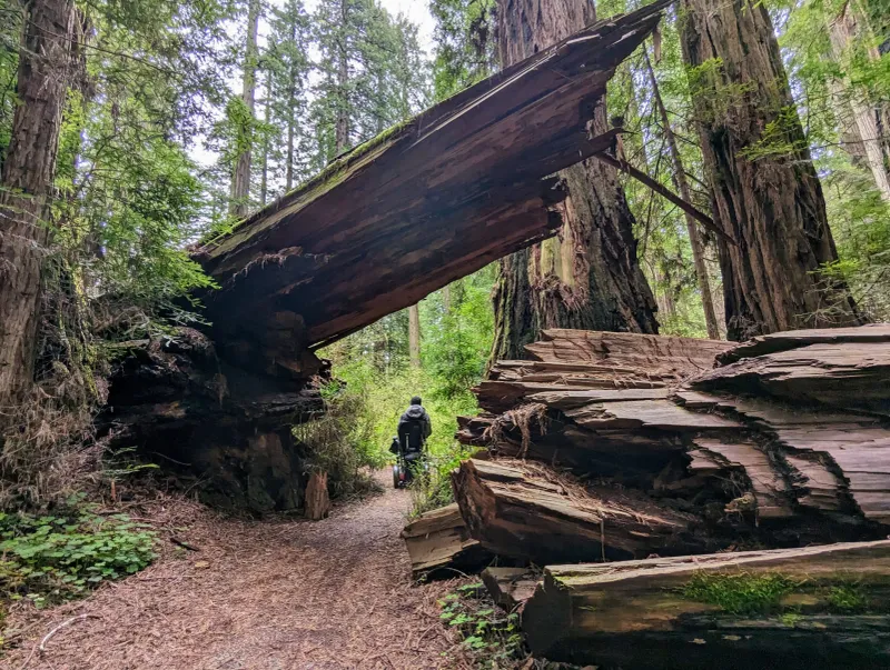 A Scenic Drive That Feels Like Time Travel: Howland Hill Road