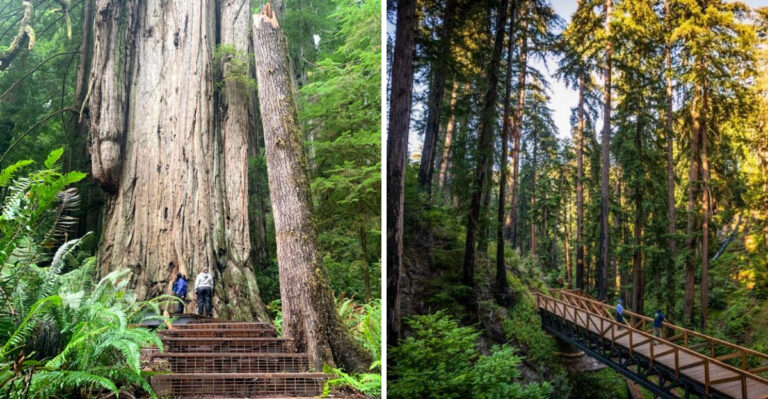 This Hidden California Redwoods Trail Is The Escape You’ve Been Craving