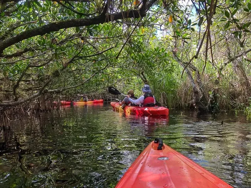 The Science Behind The Mangroves