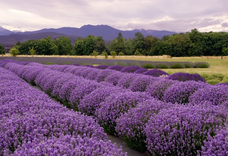 Lavender Fields and Laid-Back Living