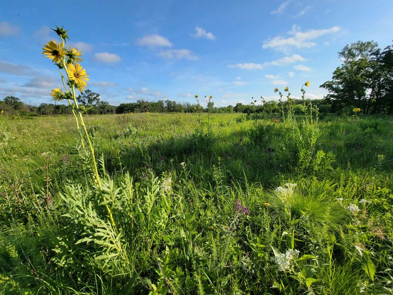 Somme Prairie Nature Preserve (Northbrook)