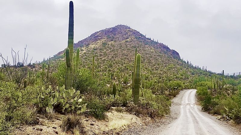 Tucson's Saguaro Scenic Loop