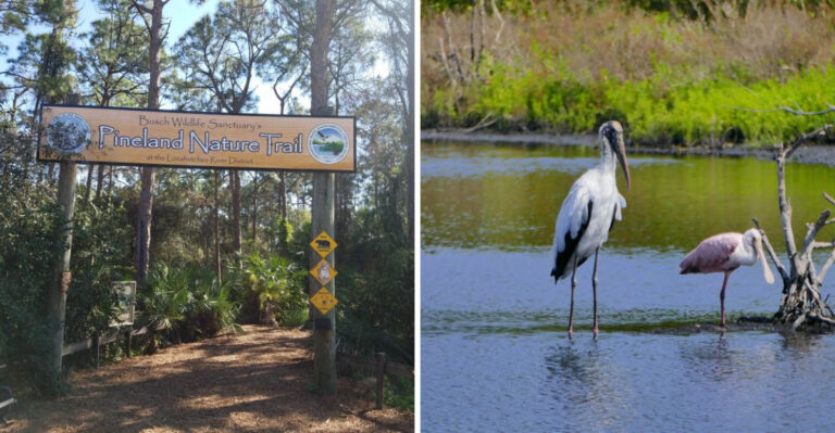 9 Incredible Wildlife Sanctuaries You Won’t Believe Are In Florida
