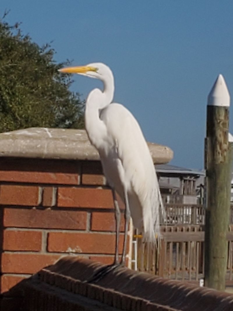 Wildlife Encounters Locals Consider Everyday Life