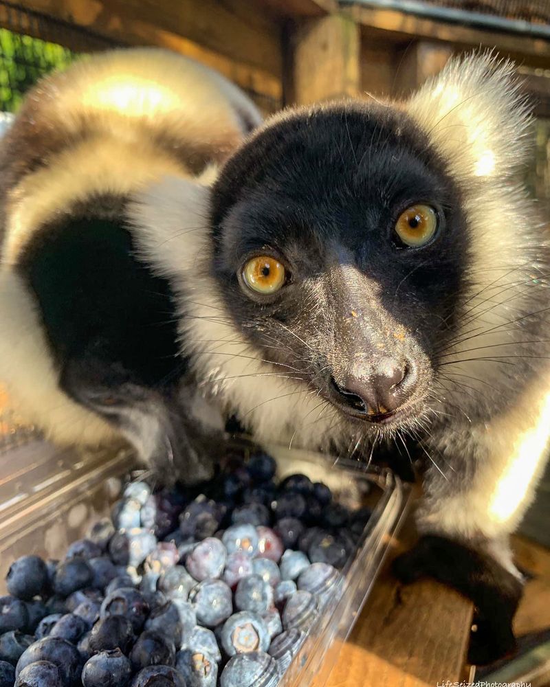 Founded To Give Former Pet Primates A Second Chance