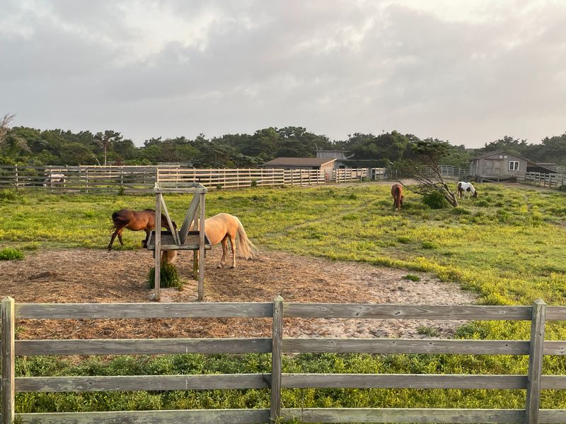 Nature Trails, Salt Marshes, and Wild Ponies Off the Tourist Radar