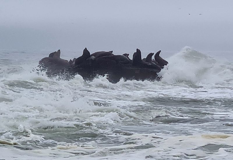 Wildlife Everywhere: Tide Pools, Sea Lions, And Whale Migration